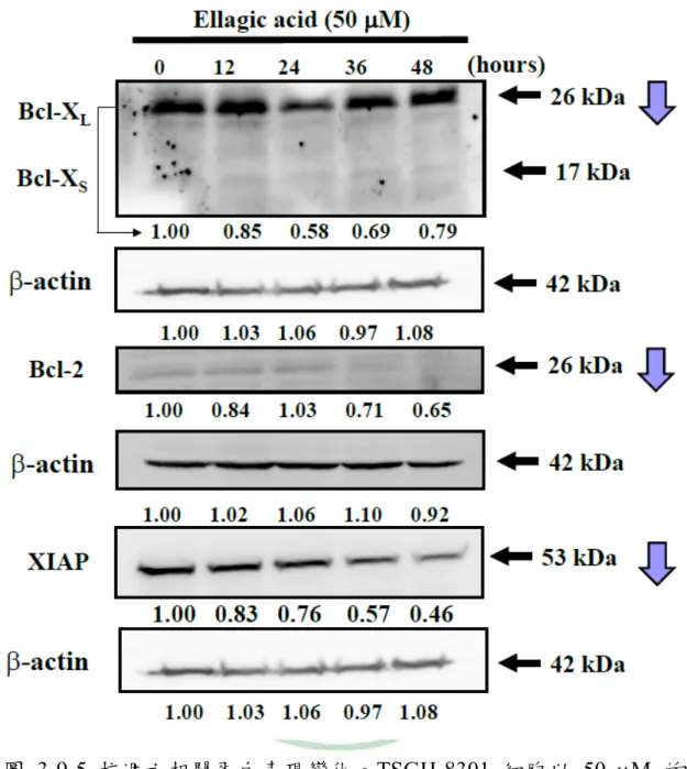 圖 3-9-5 抗凋亡相關蛋白表現變化。TSGH-8301 細胞以 50  M 的 Ellagic acid 處理後，經過 12、24、36、48 小時後，利用西方墨點法 檢測有關於抗凋亡相關蛋白 Bcl-X L 、Bcl-2、XIAP 之表現變化。 