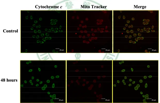 圖 3-11-1 EA 對於 TSGH-8301 細胞內 cytochrome  c 的表現與轉移的 影響。TSGH-8301 細胞以 50 M 的 EA 處理，並經過 48 小時後，免 疫螢光染色與共軛焦顯微鏡觀察 cytochrome c 的表現與轉移。 