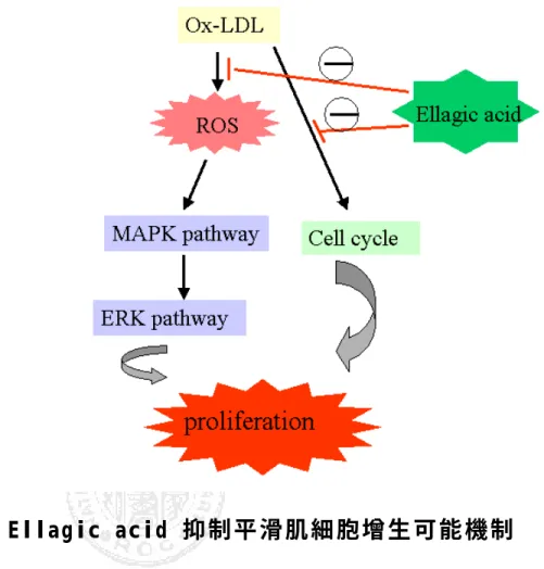 圖  5、 Ellagic acid 抑 制 平 滑 肌 細 胞 增 生 可 能 機 制  