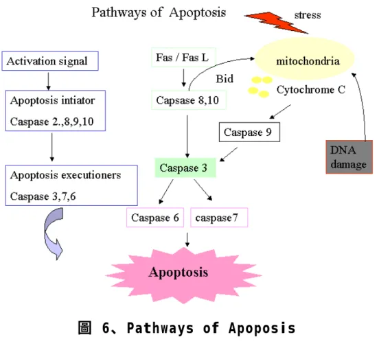 圖  6、 Pathways of Apoposis 