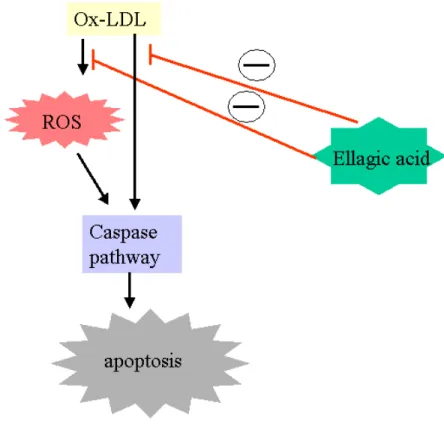 圖  7、 Ellagic acid 抑 制 血 管 平 滑 肌 細 胞 凋 亡 可 能 機 制  