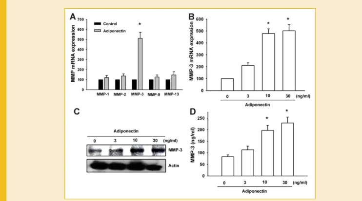 Fig. 1. Adiponectin induced MMP-3 expression in human chondrocytes. A: Cells were incubated with adiponectin (30 ng/ml) for 24 h, and the mRNA level of MMPs was determined using qPCR