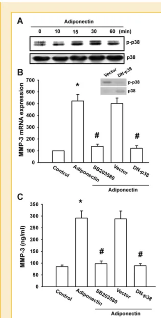 Fig. 3. p38 is involved in adiponectin-mediated MMP-3 expression in human chondrocytes