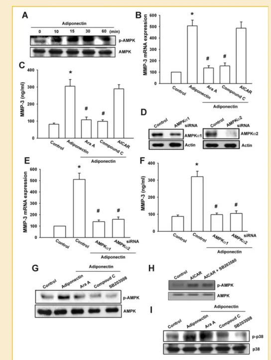 Fig. 4. AMPK pathway is involved in adiponectin-mediated MMP-3 expression in human chondrocytes