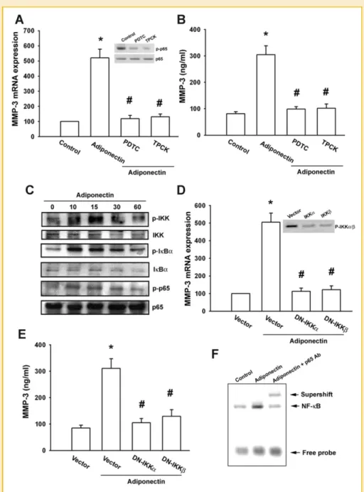 Fig. 5. Adiponectin induces MMP-3 expression through NF-kB. A,B: Cells were pretreated for 30 min with PDTC (10 mM) or TPCK (3 mM) followed by stimulation with adiponectin, the MMP-3 expression was examined by qPCR and ELISA