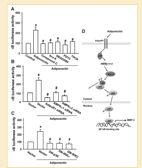 Fig. 6. AdipoR1, p38, and AMPK pathway is mediated adiponectin-mediated NF-kB activation