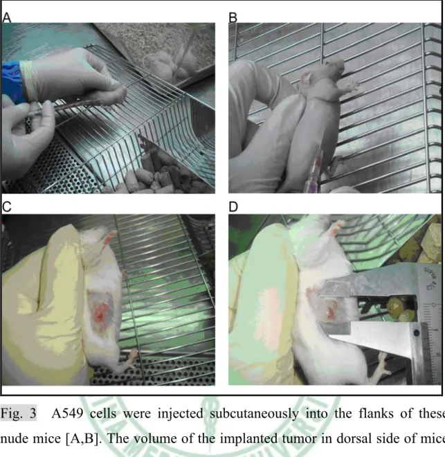 Fig. 3  A549 cells were injected subcutaneously into the flanks of these  nude mice [A,B]