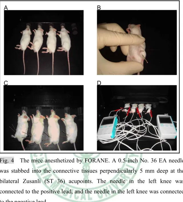 Fig. 4    The mice anesthetized by FORANE. A 0.5-inch No. 36 EA needle  was stabbed into the connective tissues perpendicularly 5 mm deep at the  bilateral Zusanli (ST 36) acupoints