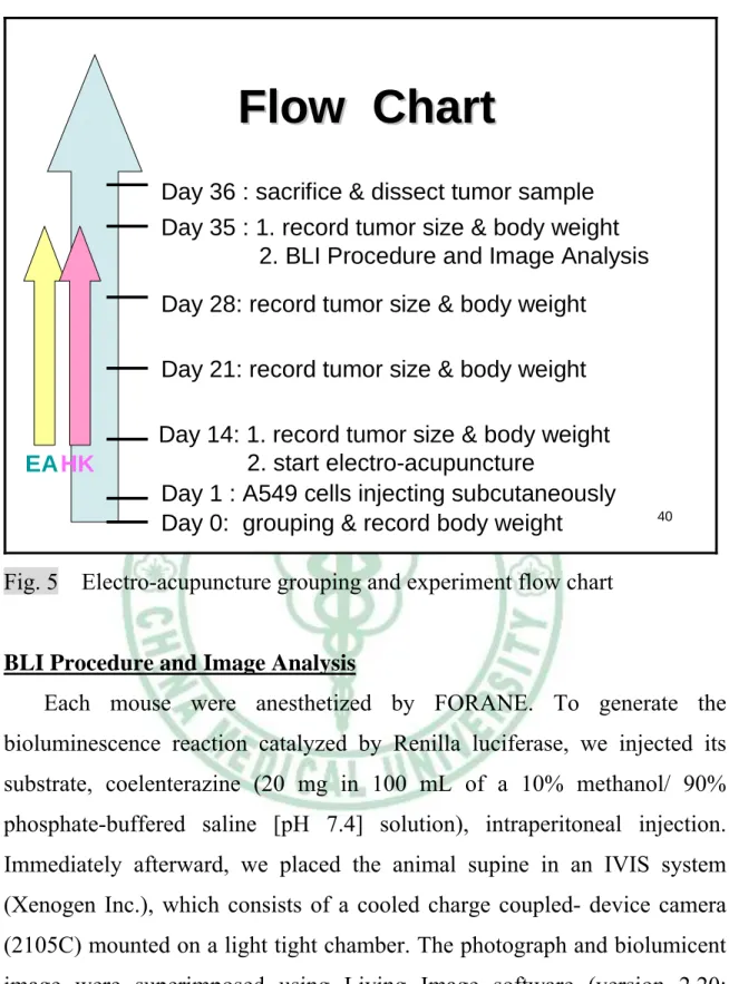 Fig. 5  Electro-acupuncture grouping and experiment flow chart 
