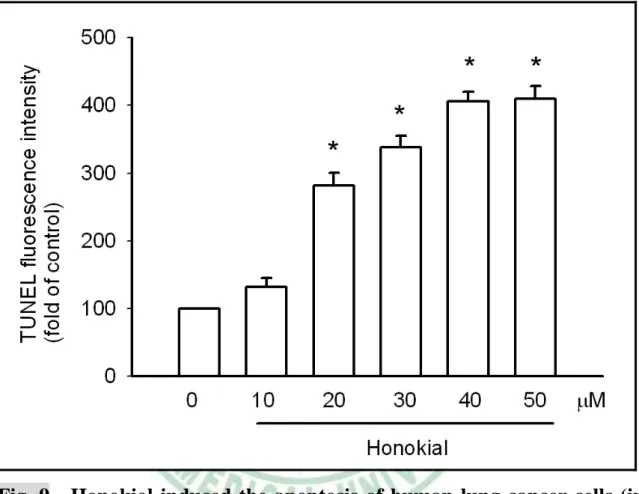 Fig. 9    Honokiol induced the apoptosis of human lung cancer cells (in  TUNEL method) 