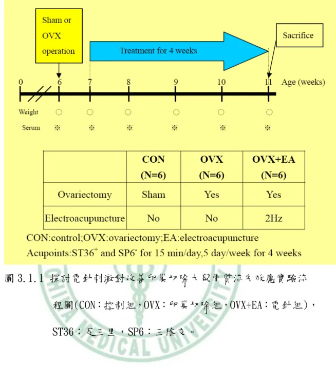 圖 3.1.1 探討電針刺激對改善卵巢切除大鼠骨質流失效應實驗流 程圖(CON：控制組，OVX：卵巢切除組，OVX+EA：電針組)，