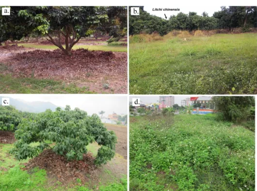 Figure 1. An almost lacking understory species on the floor of litchi in NPUST site (a) and Caotun  site (c) were observed as compared to its adjacent grassland area (b, d) where a luxuriant  growth of weed species