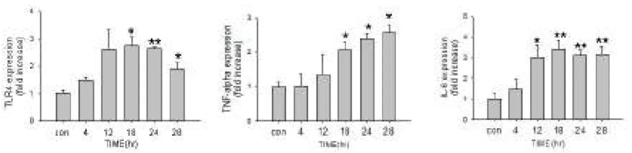 Figure 2. LPS  induces  TLR4  mRNA  and  Protein  Expression in  H9c2  cadiomyoblast  cells