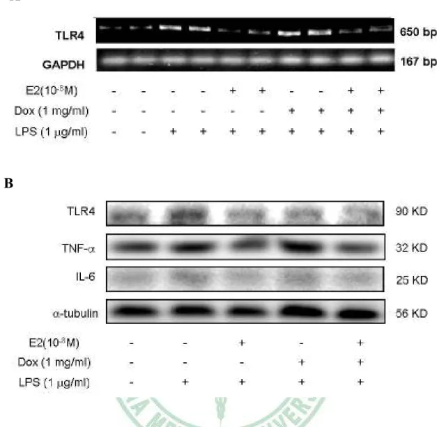 Figure  4.  Estrogen  and  over-expression  ERα  inhibits  LPS-induced  TLR4  expression