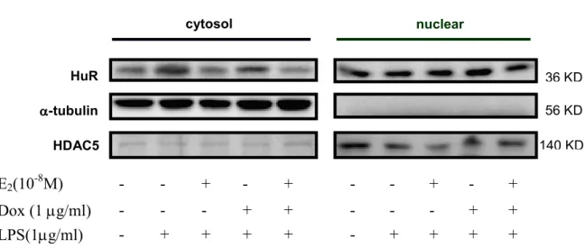 Figure  5.  E2  and  ERα  over-expression  reverse  the  LPS-induced  HuR  cytoplasmic  translocation