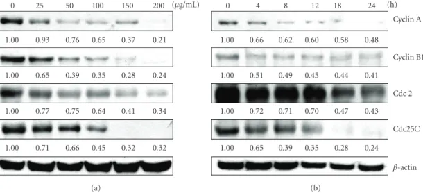 Figure 2: Western blot analysis of cyclin A, cyclin B1, Cdc2 and Cdc25C protein levels in KB cells after exposure to AP extracts