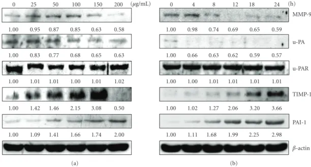 Figure 4: Western blot analysis of MMP-9, u-PA, u-PAR, TIMP-1 and PAI-1 protein levels in KB cells after exposure to AP extracts