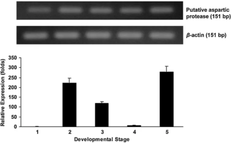Fig. 3. Expression levels of a putative aspartic protease in different developmental stages of Angiostrongylus cantonens determined by quantitative real-time PCR  anal-ysis