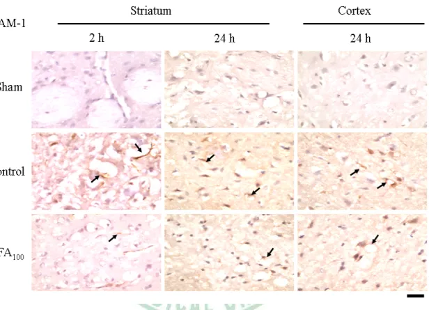 Figure 4-4. Effect of ferulic acid on the intercellular adhesion molecule-1  (ICAM-1) immunoreative vessels at 2 h and 24 h of reperfusion
