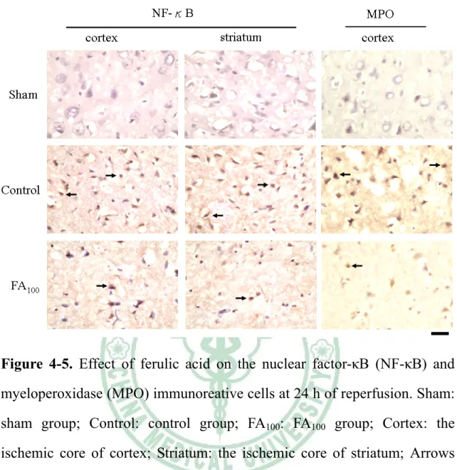 Figure 4-5. Effect of ferulic acid on the nuclear factor-κB (NF-κB) and  myeloperoxidase (MPO) immunoreative cells at 24 h of reperfusion