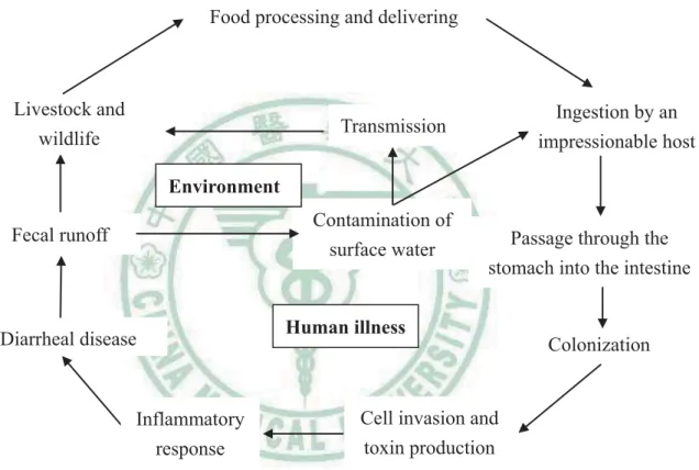 Figure 1. The infection routes of Campylobacter jejuni. (Adapted from Konkel  (86)) 
