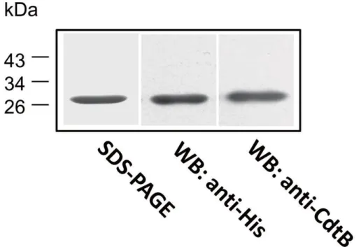Figure 3. Determination of CdtB by using SDS-PAGE and western bloting. 