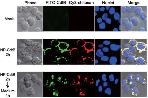 Figure 4. Confocal microscopy analysis of Nanoparticle -CdtB delivery.   