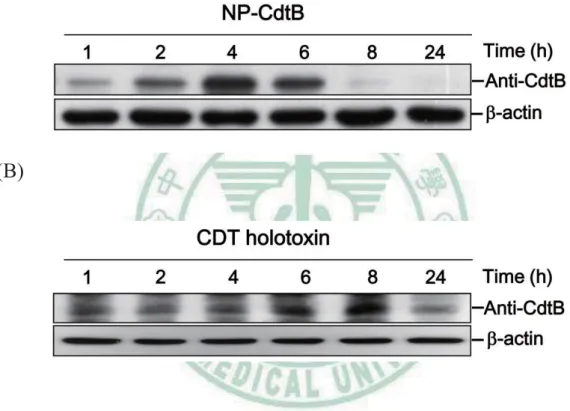 Figure 5. Detection the efficiency of CDT holotoxin or Nanoparticle -CdtB  delivered into cells