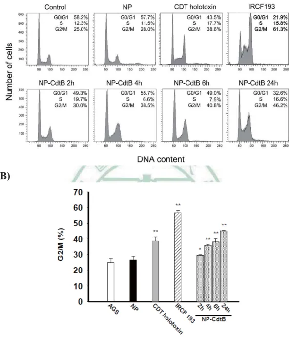 Figure 6. Nanoparticle -CdtB induced cell cycle arrest at G2/M phase in AGS  cells. 
