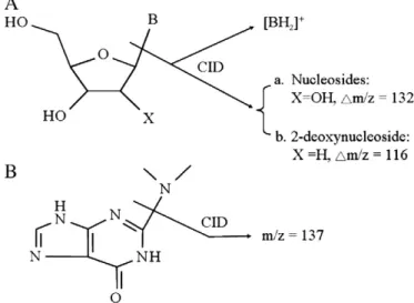 Fig. 1. Schematic diagrams of (A) nucleosides and (B) N 2 ,N 2 -dimethylguanine after the CID process