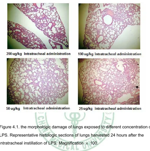 Figure 4.1. the morphologic damage of lungs exposed to different concentration of  LPS