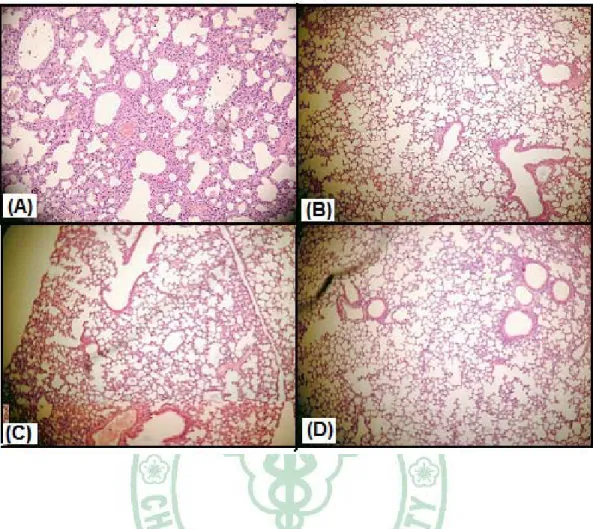 Figure 4.3. The lung morphology changes of GGS, HBX and Hesperidin treatment. 