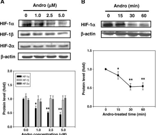 Fig. 2. Effects of Andro on the mRNA level and the proteolytic degradation of HIF-1α in A549 cells