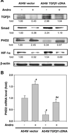 Fig. 4. Effects of mutant TGFβ1 expression vector on Andro-mediated PHD2/HIF-1α signaling pathway