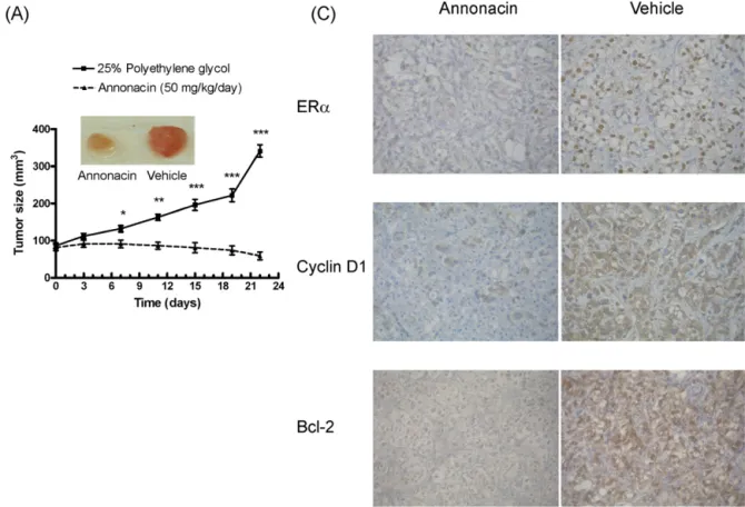 Fig. 6. Effects of annonacin on MCF-7 xenograft tumor size and expression of ER␣, cyclin D1 and Bcl-2 protein in the nude mice