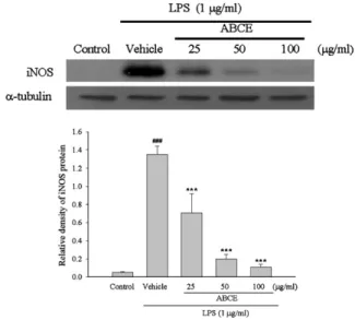 Fig. 2. Effect of ABCE on LPS-induced iNOS protein expression in RAW264.7 cells after LPS stimulation