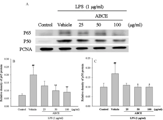 Fig. 3. Effect of ABCE on LPS-induced NF-␬B nuclear translocation in RAW264.7 cells. RAW264.7 cells were pre-incubated for 1 h with indicated concentrations of ABCE, and then activated for 1 h with 0.1␮g/ml LPS