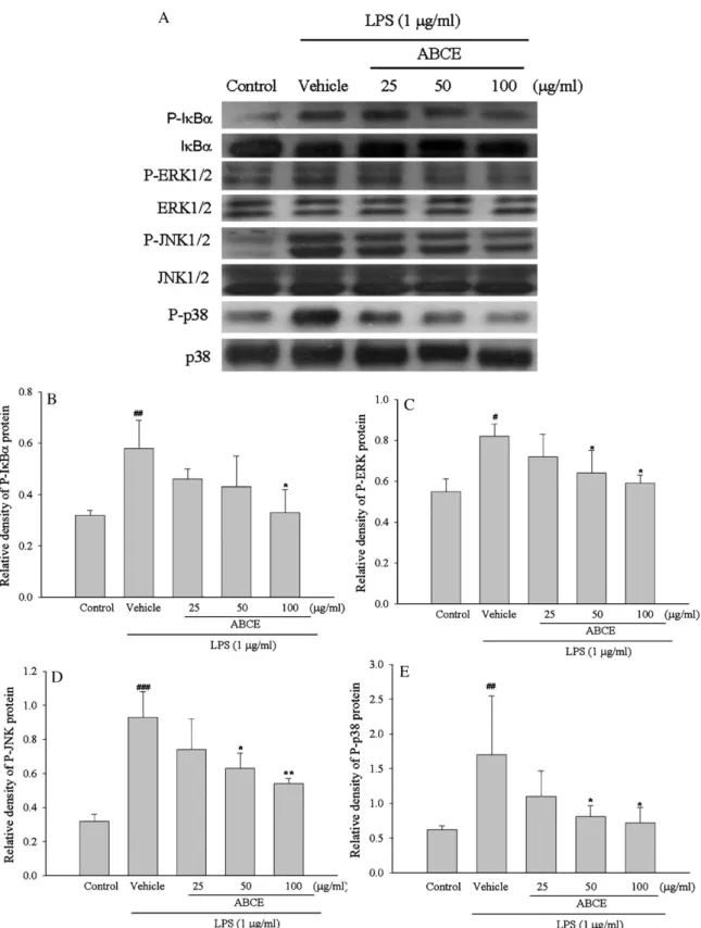 Fig. 4. Effect of ABCE on the LPS-induced protein expression of phosphorylation of I␬B␣, ERK 1/2, JNK 1/2 and p38 in RAW264.7 cells