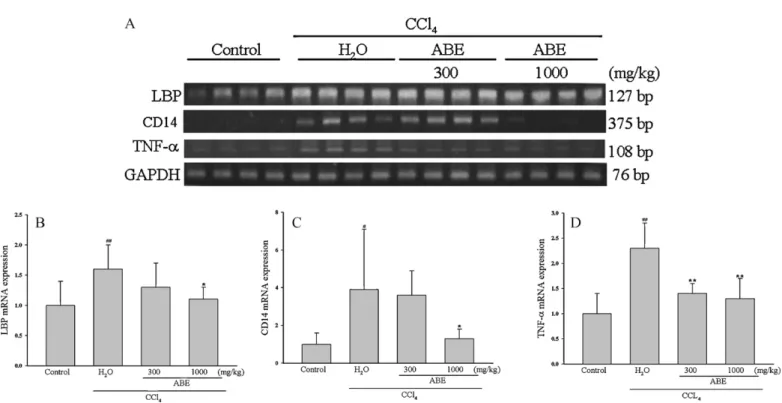 Fig. 5. Effects of ABE on the hepatic mRNA expression of LBP, CD14 and TNF-˛ in CCl 4 -treated mice