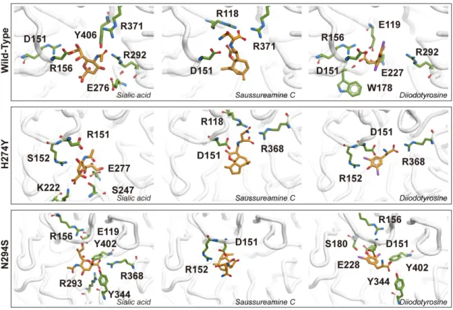 Figure 2. Docking pose of wild-type, H274Y and N294S N1. Figures only show the