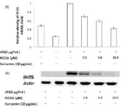 Figure 2: Effects of HODA on iNOS in RAW264.7 cells. (A) The mRNA expression of iNOS. (B) The protein expression of iNOS