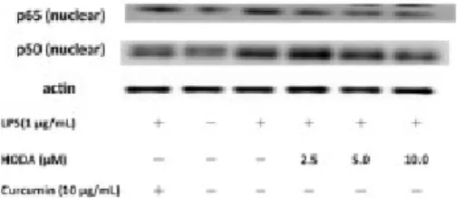 Figure 3: Effects of HODA and curcumin on the expression of NF-κB protein in LPS- LPS-stimulated RAW264.7 cells.