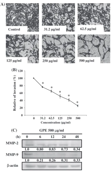 Fig. 5 – Effects of GPE on the invasion of Hep G2 cells in vitro. (A) Cells that penetrated through the matrigel to the lower surface of the filter were stained with crystal violet and shown under a light microscope at 100·