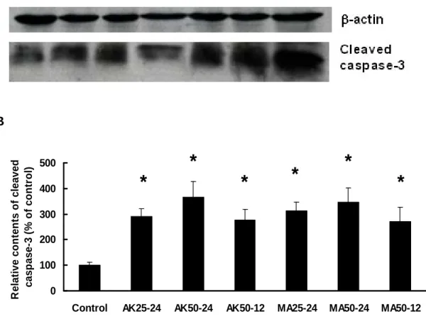 Figure 4. The effects of MA and AK on caspase-3 activation in HEp-2 cells. Cleaved  caspase-3 and β-actin were detected by Western blot