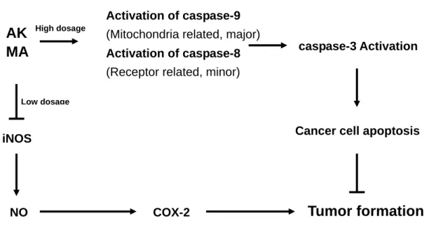 Figure 8. The correlations of AK and MA inhibited tumor formation via apoptosis of  cancer cells or via suppression of inflammations