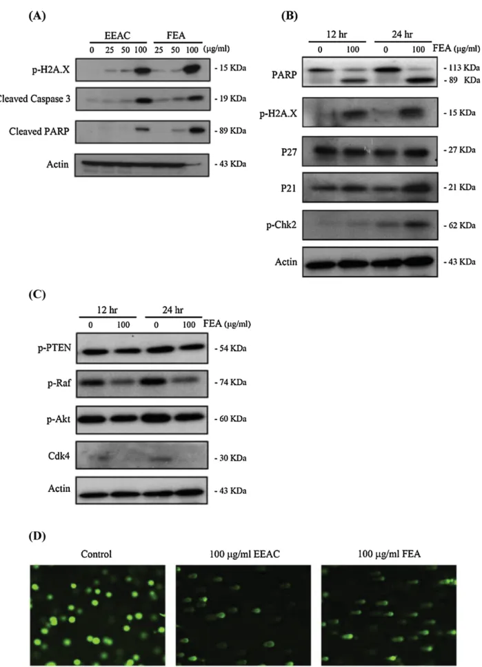 Fig. 1. Western plotting and alkaline comet assays. (A) Effect of EEAC and FEA on apoptotic and DNA damaged-related proteins in HL 60 cells (24 h)