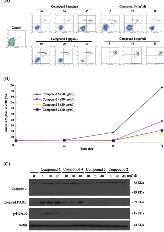 Fig. 3. The effect of FEA compounds 2–5 on apoptosis induction and DNA damage in HL 60 cells
