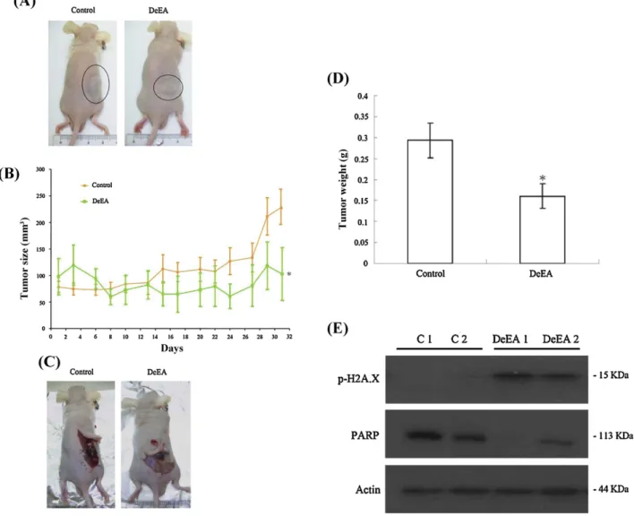 Fig. 6. Effect of DeEA on HL 60 cells tumor growth in xenograft animal model. Female nude mice bearing leukemia HL 60 tumors were treated with the solvent (negative control) or DeEA (10 ␮g/g) for 5 weeks