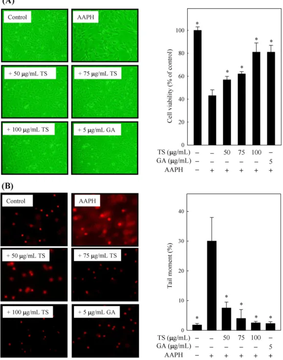 Fig. 1. TS extracts and gallic acid inhibited AAPH-induced cytotoxicity (A) and DNA damage (B) in ECs
