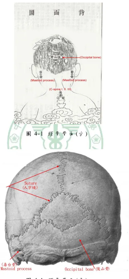 圖 4-1  頭 骨 背 面 (古 ) 